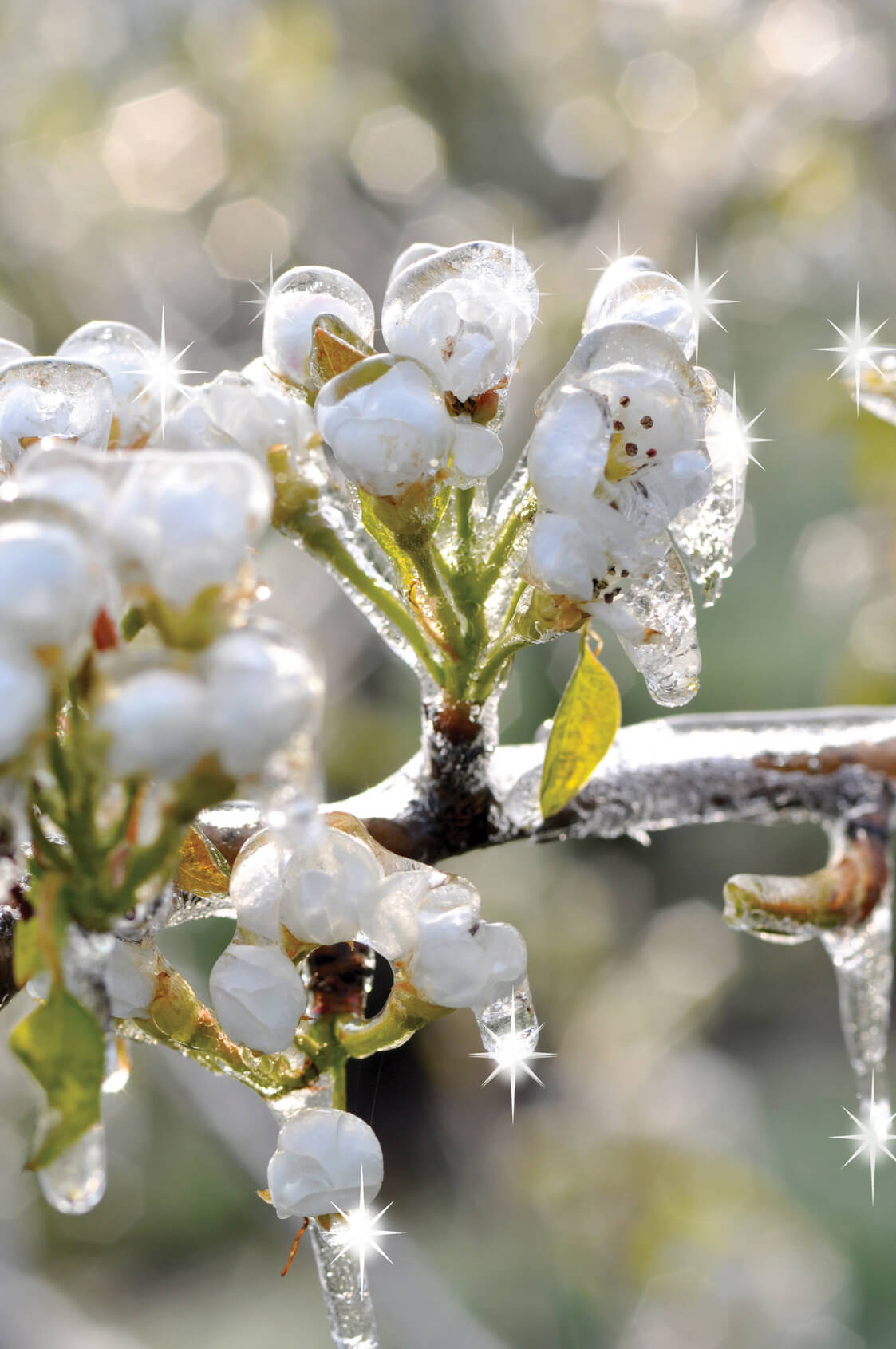 Jak chronić sad przed przymrozkami? Nawadnianie antyprzymrozkowe