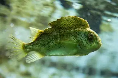 Aquakultur