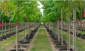 Tree irrigation