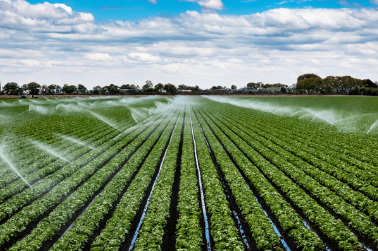 Agricultural irrigation