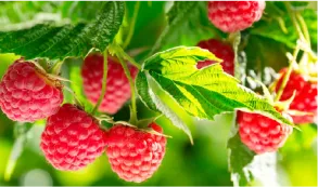 Raspberry irrigation
