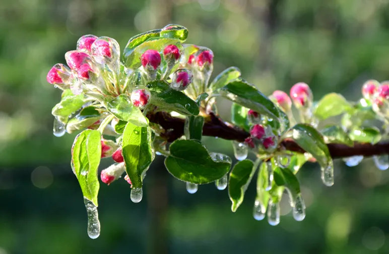 Frostbeskyttelse