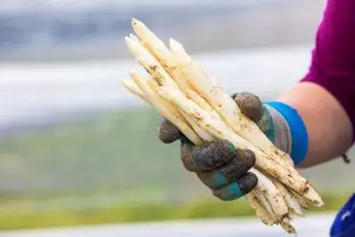 Spargel