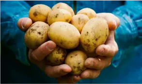 Potato irrigation