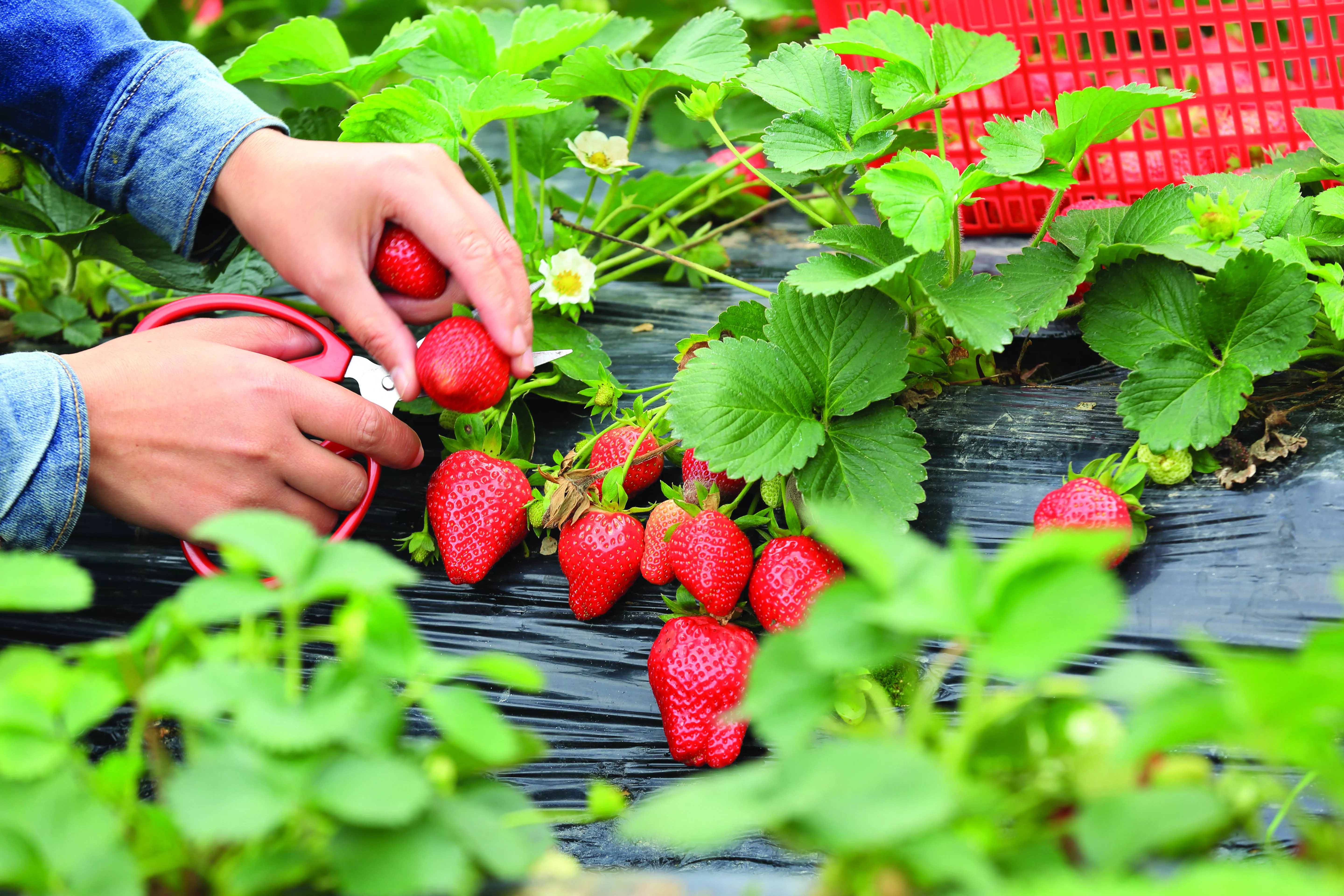 Strawberry irrigation