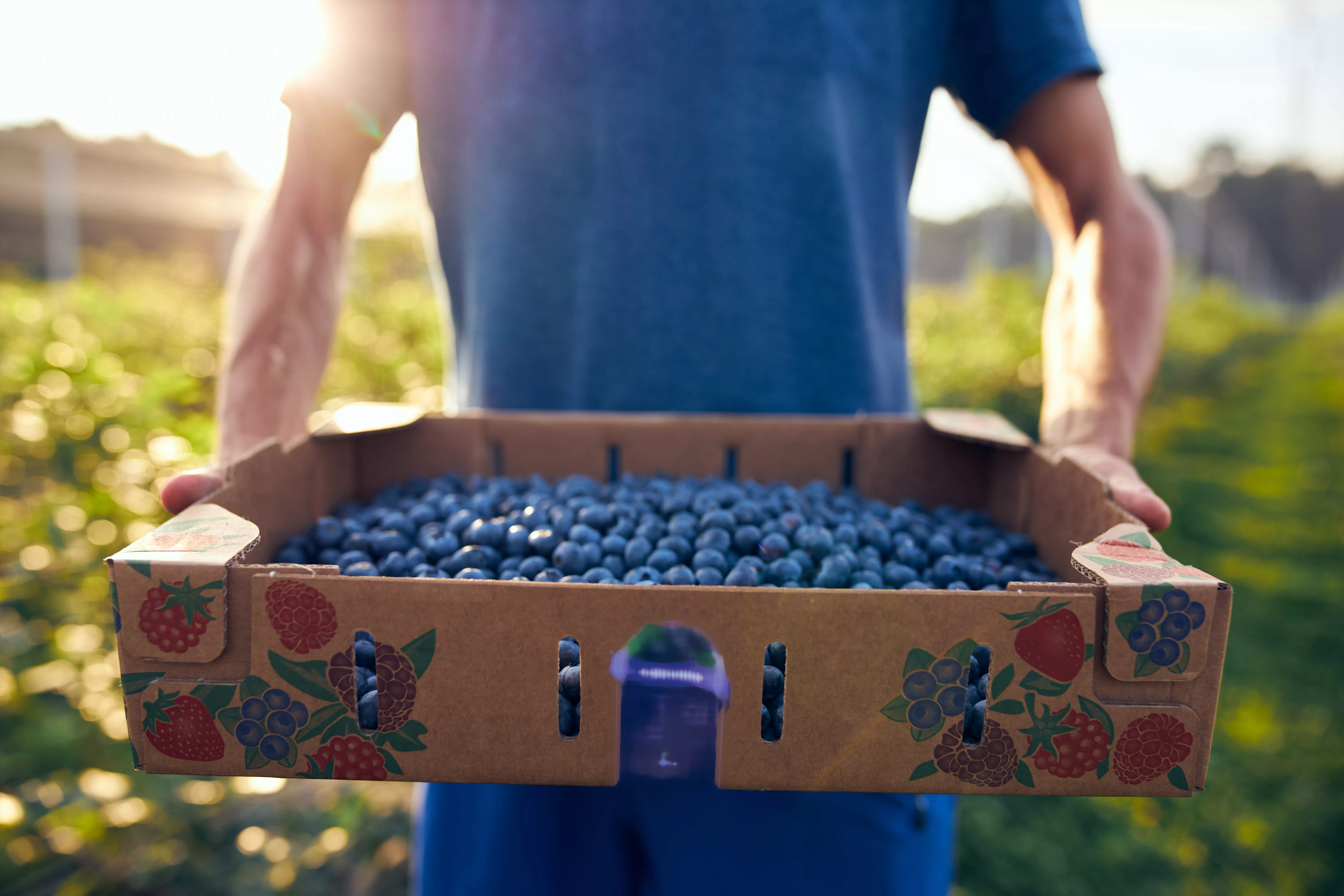 Blueberry irrigation