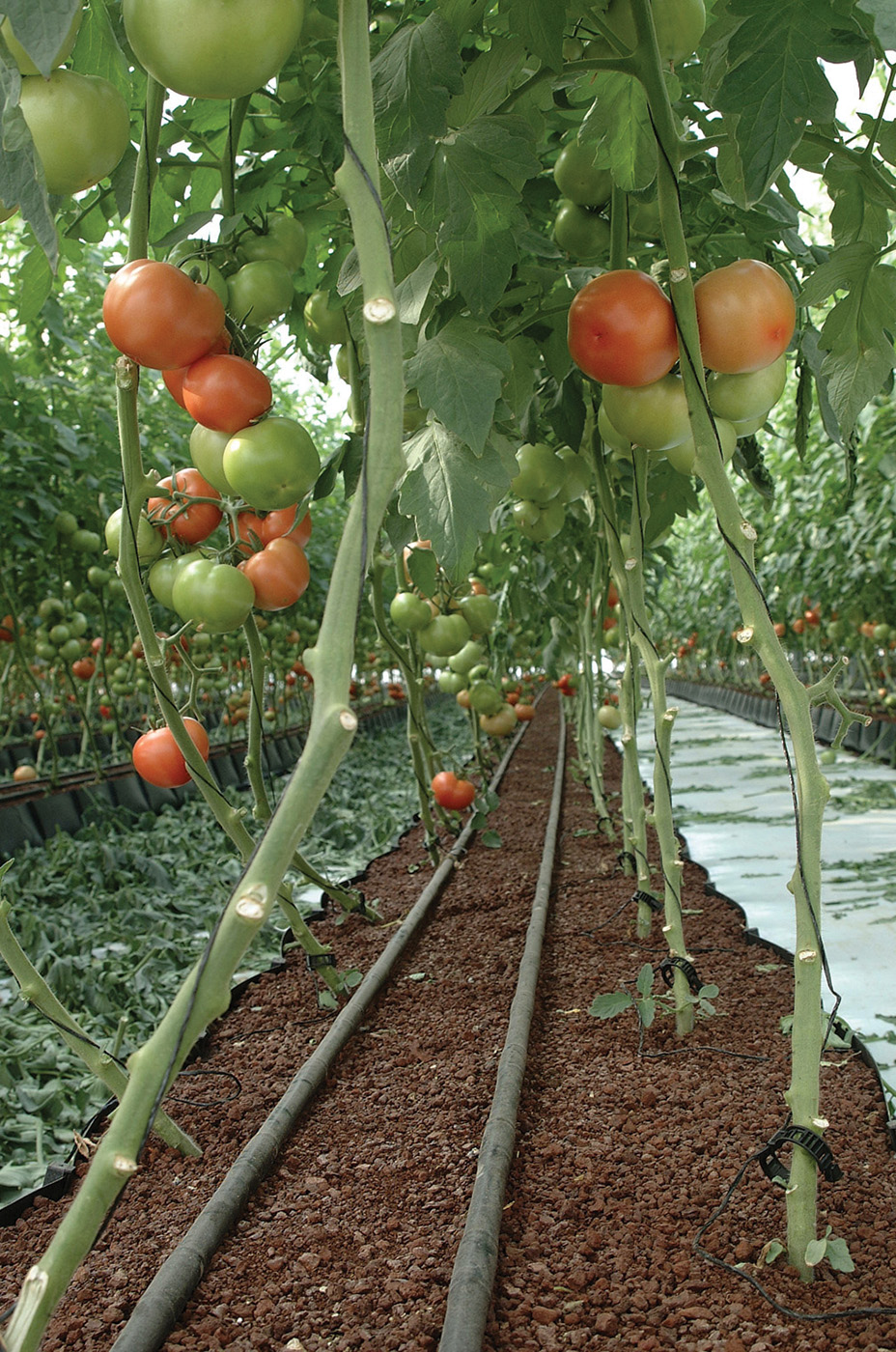 How to Dose Fertiliser with a Tefen MixRite Pump? A Practical Guide to Effective Fertigation